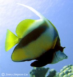 Red Sea Bannerfish taken at Moray Garden in Dahab, Egypt.... by Jonny Simpson-lee 